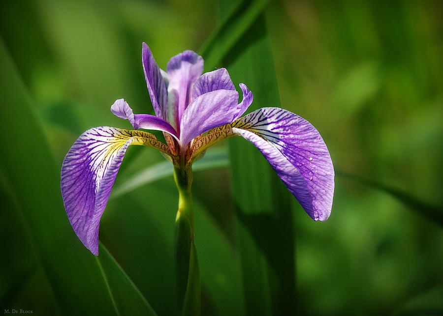 Virginia Native Iris Photograph by Marilyn DeBlock