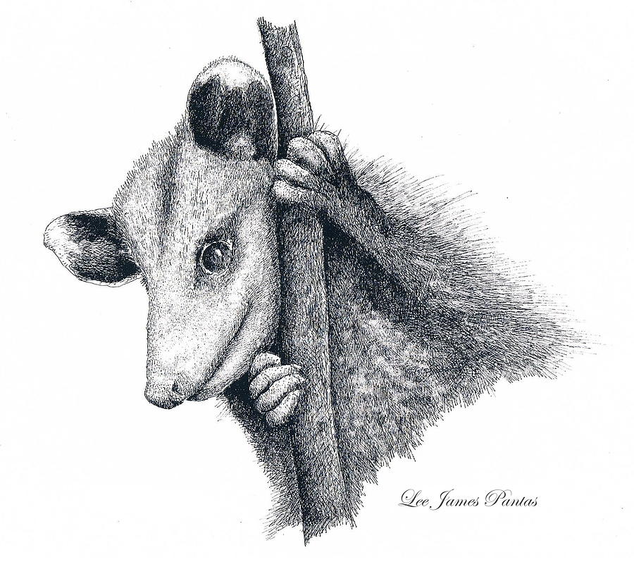 Nature Drawing - Virginia Opossum by Lee Pantas