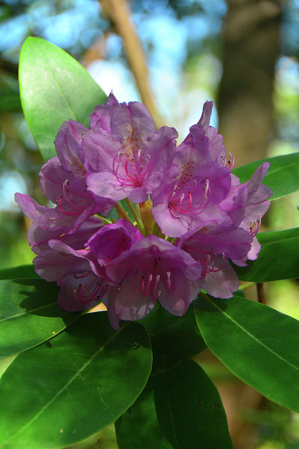 Virginia Rhododendron 2 Photograph by Raymond Salani III