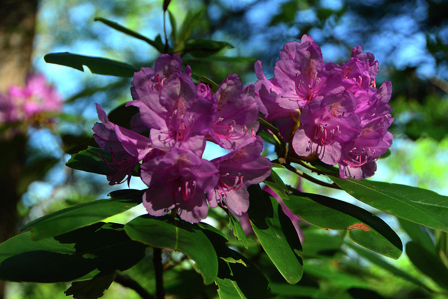 Virginia Rhododendron  Photograph by Raymond Salani III