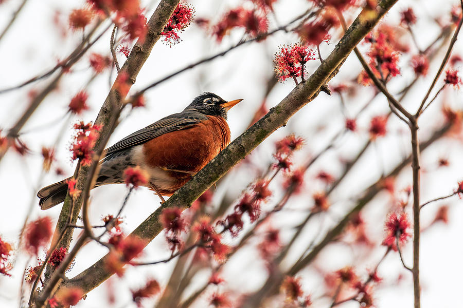 Virginia Robin in the Spring Photograph by Rachel Morrison