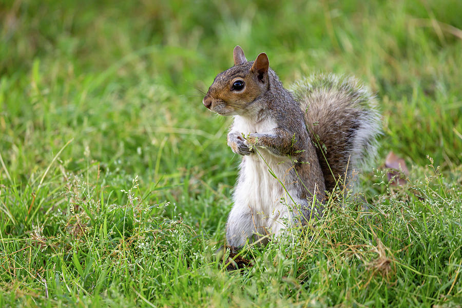 Virginia Squirrel Photograph by Rachel Morrison