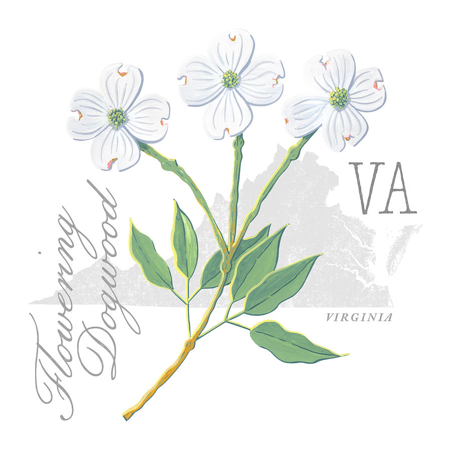 Virginia State Flower Flowering Dogwood Art by Jen Montgomery Painting by Jen Montgomery