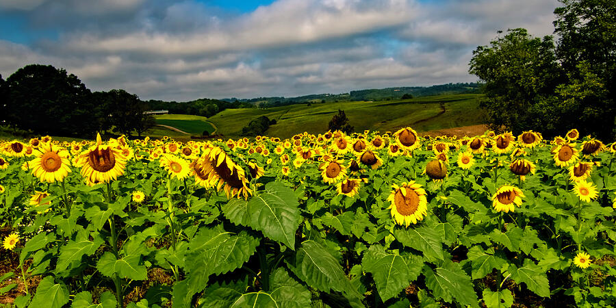 Virginia Sunflower Farm Photograph by Norma Brandsberg