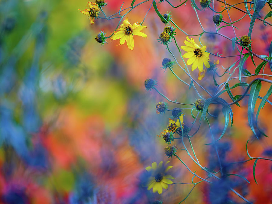 Virginia Sunflowers in November Photograph by Rachel Morrison