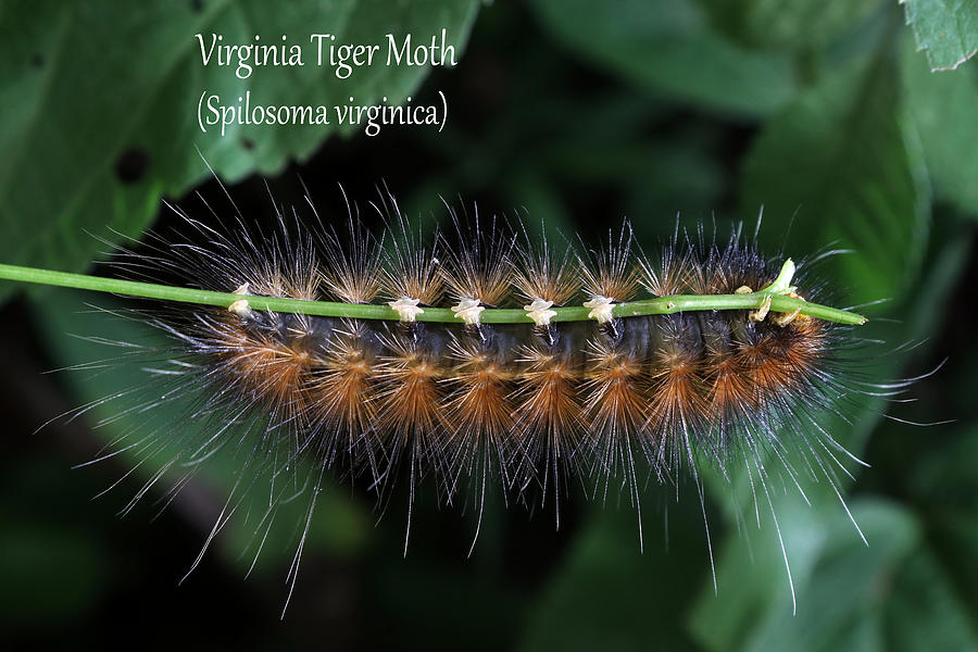 Virginia Tiger Moth Caterpillar Photograph by Mark Berman