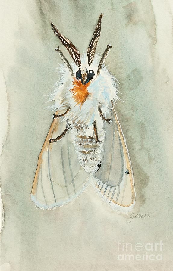https://images.fineartamerica.com/images/artworkimages/mediumlarge/3/virginia-tiger-moth-genesis-vandewalle.jpg