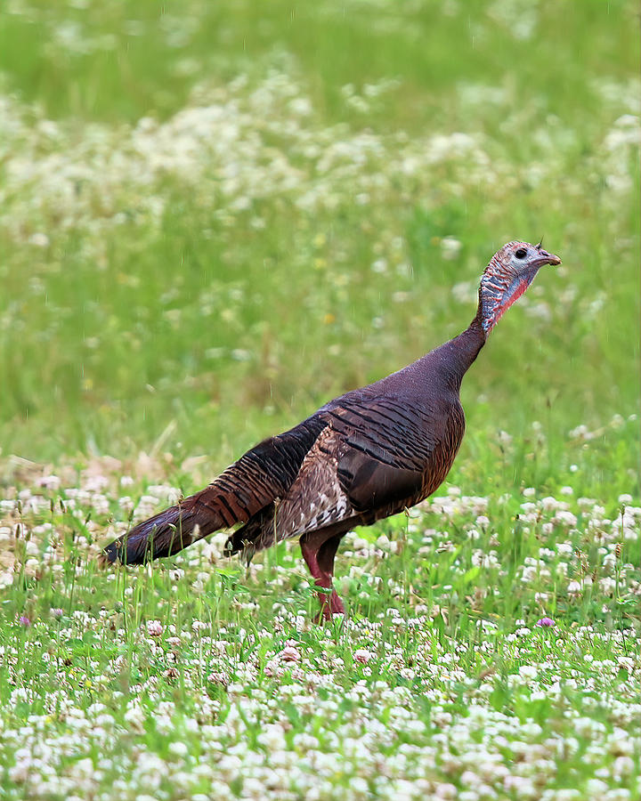 Virginia Wild Turkey Photograph by Daniel Beard