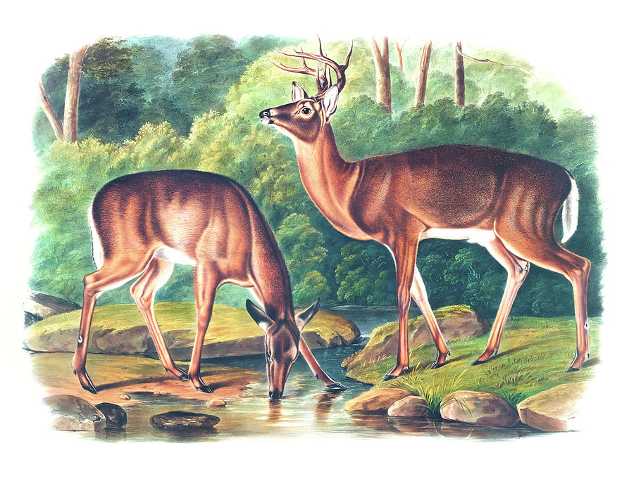 John James Audubon Drawing - Virginian Deer  by John Woodhouse Audubon