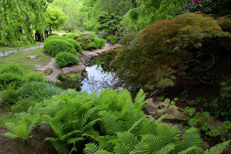 Viridian Spring In Japanese Garden Photograph