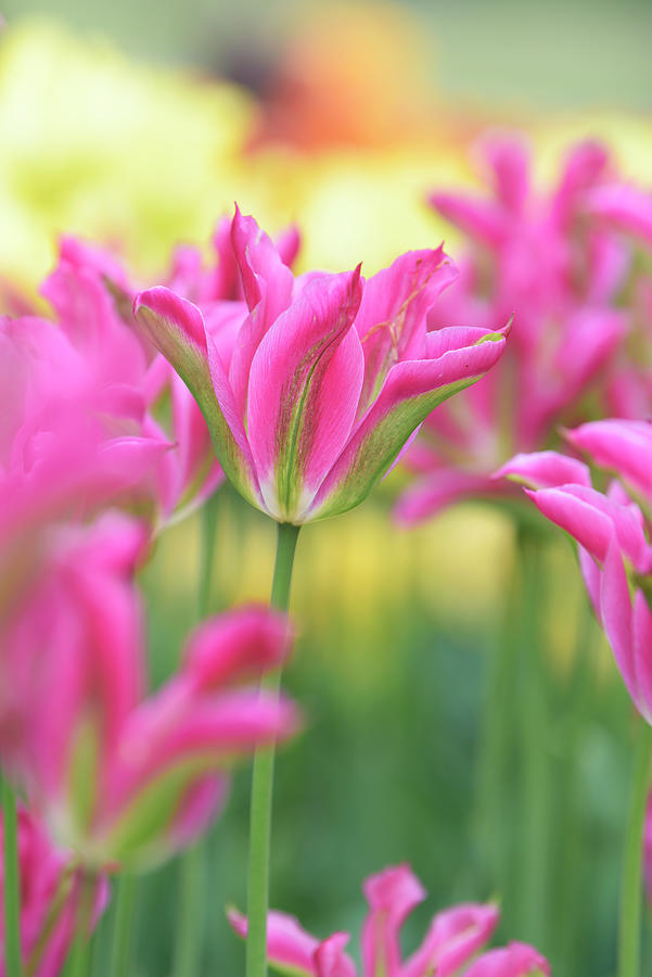 Viridiflora Tulipa Virichic Photograph