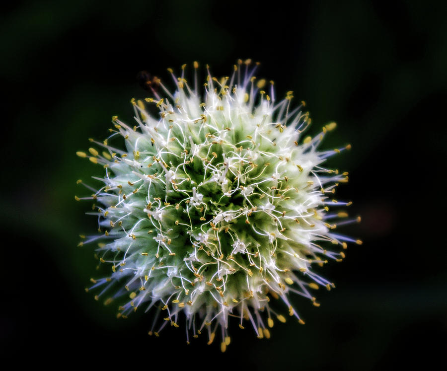 Virus Flower Photograph by Daniel Hagerman
