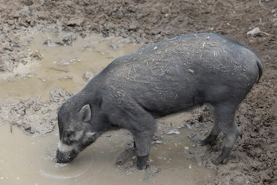 Visayan Warty Pig Photograph by Artur Bogacki