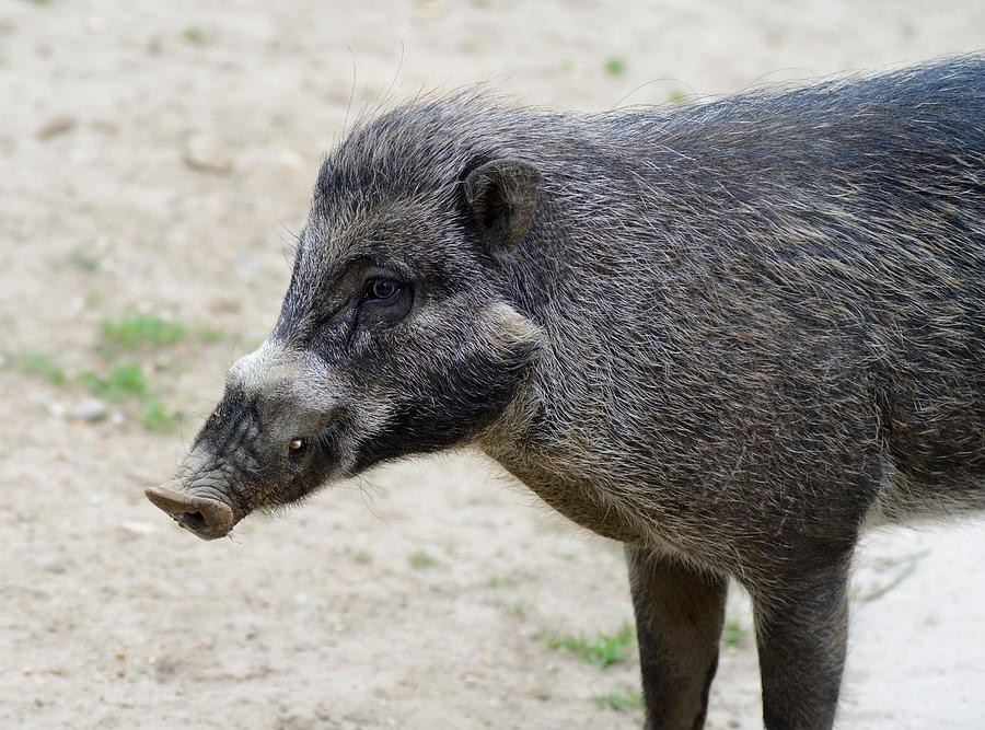 Visayan warty pig Photograph by Kmwphotography