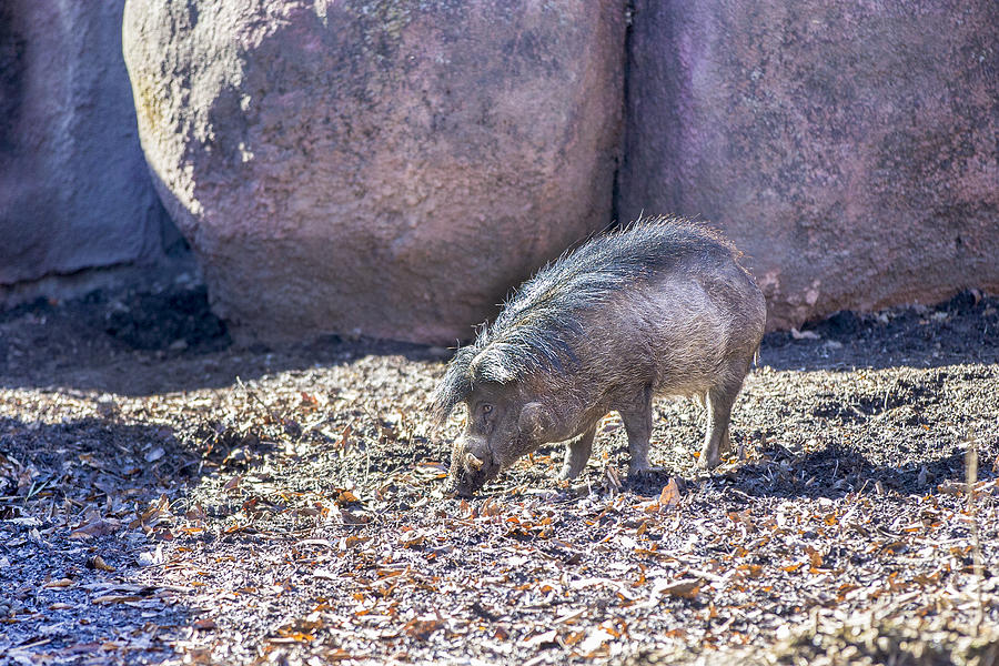 Visayan Warty Pig Photograph by Todd Ryburn Photography