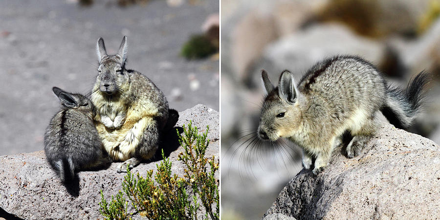 Viscacha mother and babies mug Photograph by James Brunker