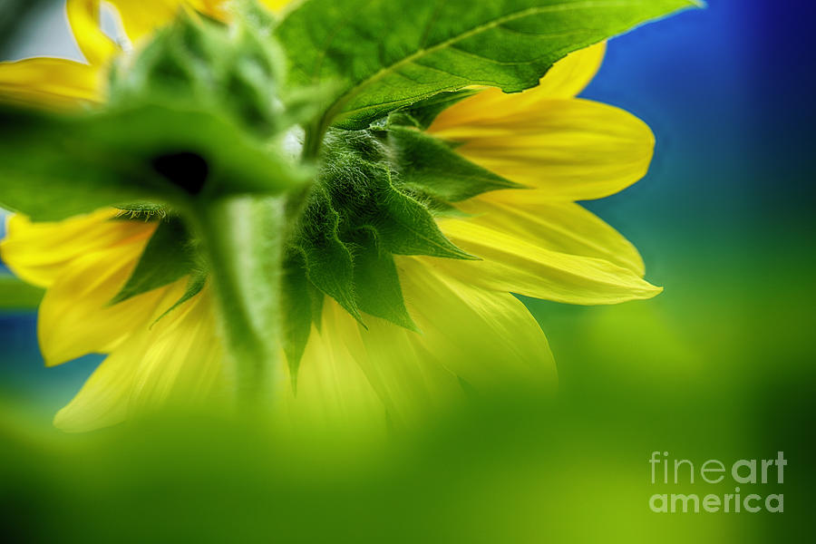 Flower Photograph - Visions of a Sunflower 1 by Renata Natale