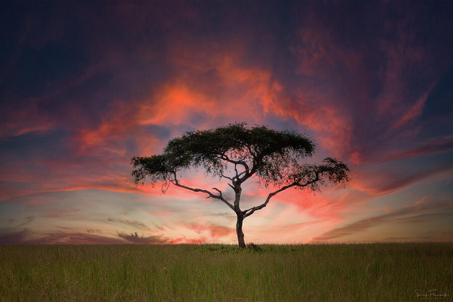Visions of My Return to the African Savanna Photograph by Rick Furmanek