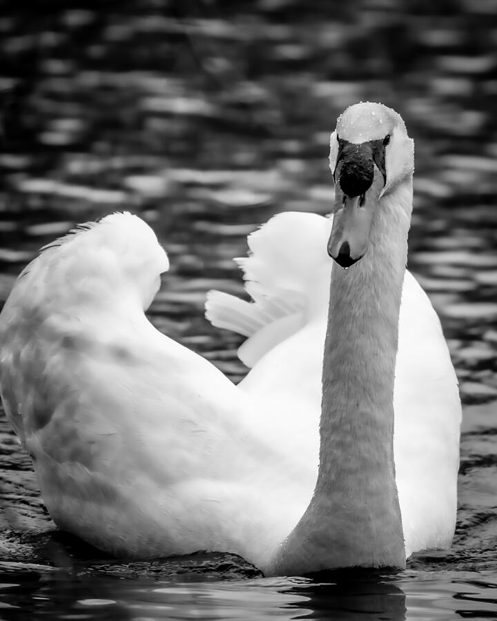 Visit from a Mute Swan Photograph by Linda Bonaccorsi