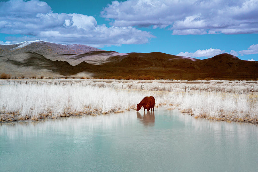 Visit to the Watering Hole Infrared Photograph by Mike Lee