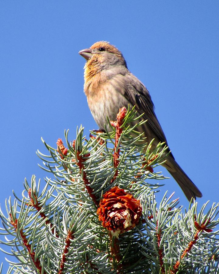 Red Head Photograph - Visiting House Finch by Phyllis Kaltenbach