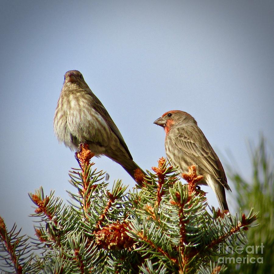 Pine Tree Photograph - Visiting House Finches by Phyllis Kaltenbach