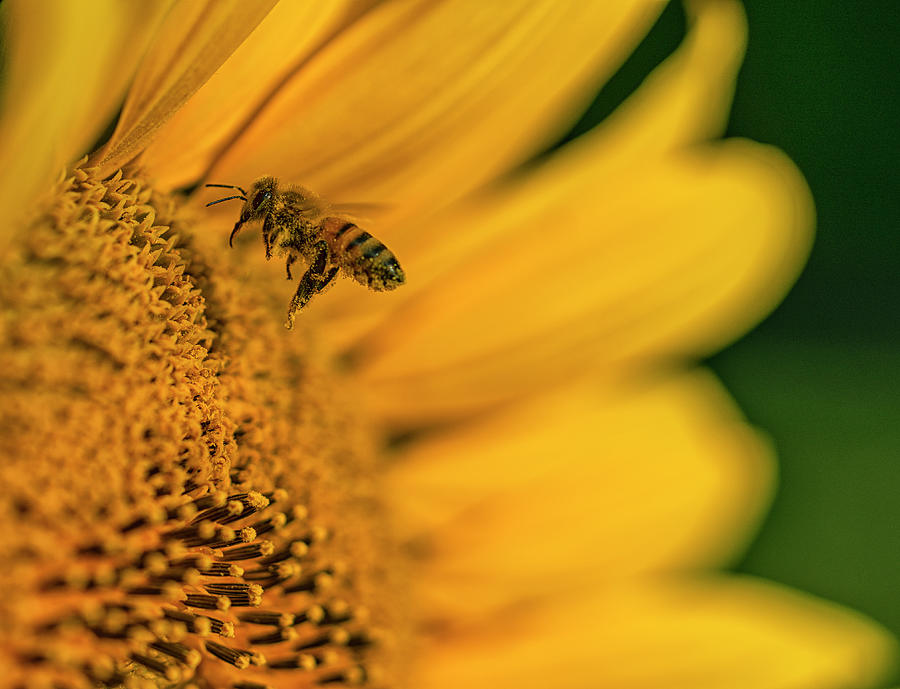 Visiting Sunflowers Photograph By Larry Helms Fine Art America