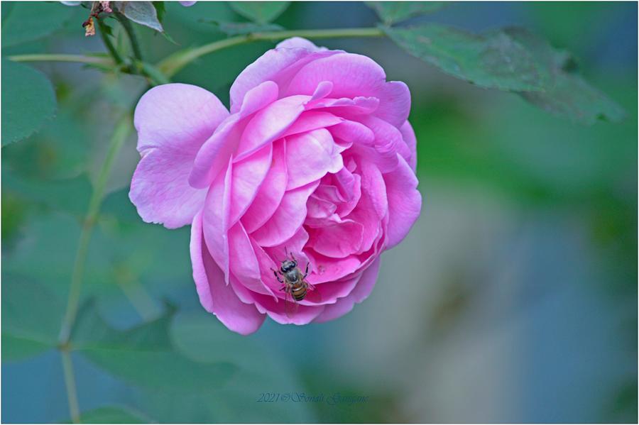 Visitor On A Pink Rose Photograph