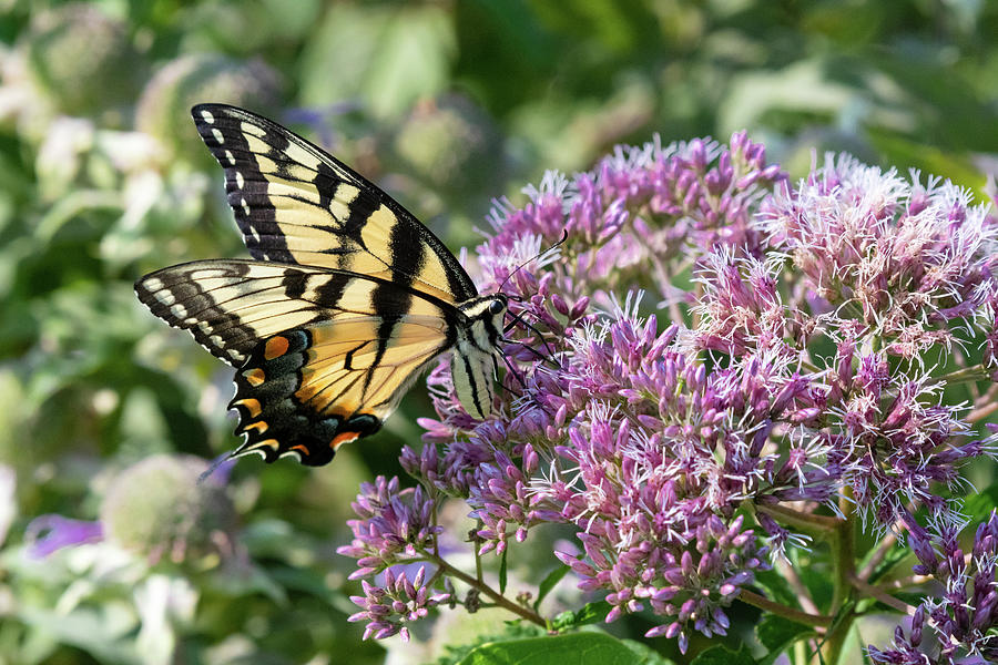 Visitor on Joe Pye Weed Photograph by Rose Guinther