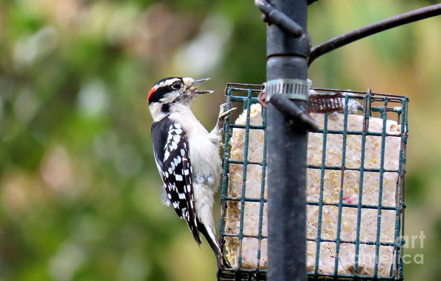 Visitor on Suet Photograph by Valerie Steiner - Fine Art America