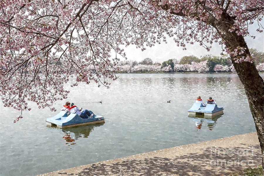 Visitors paddle among the cherry blossoms in the Tidal Basin in Washington DC USA Photograph by William Kuta