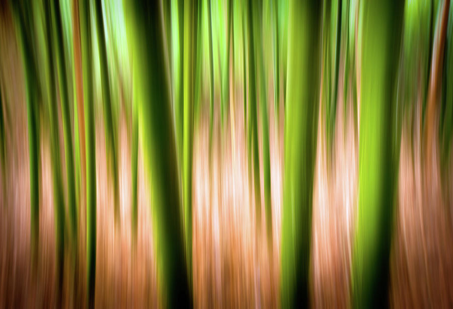 Vitality - Abstract Panning Bamboo Landscape Photography Photograph by Dave Allen