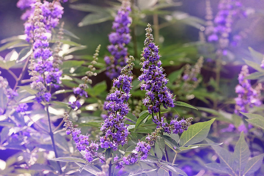 Vitex Flowers  Photograph by Judy Vincent