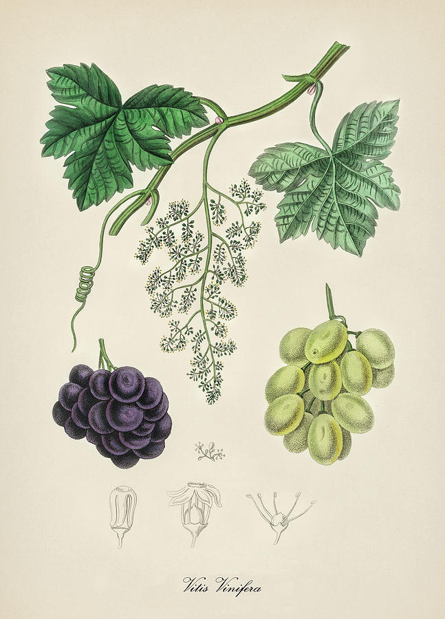 Vitis Vinifera - European Wine Grape - Medical Botany - Vintage Botanical Illustration Digital Art