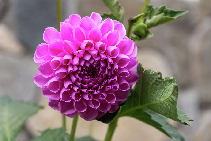 Viva Magenta - Splendiferous Fibonacci Pattern on a Dahlia Bloom Photograph by Georgia Mizuleva