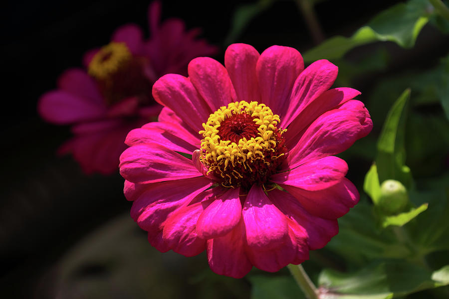 Viva Magenta - Two Exuberant Double Flowered Zinnias Photograph by ...