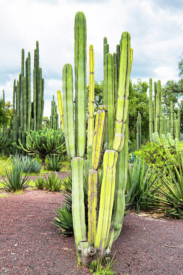 Viva Mexico Collection - Cardon Cactus I I Photograph by Philippe HUGONNARD