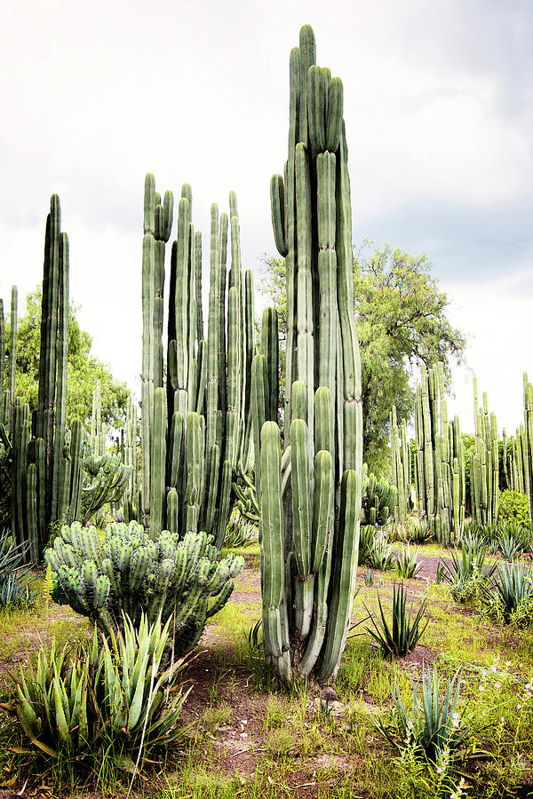 Viva Mexico Collection - Cardon Cactus I Photograph by Philippe HUGONNARD
