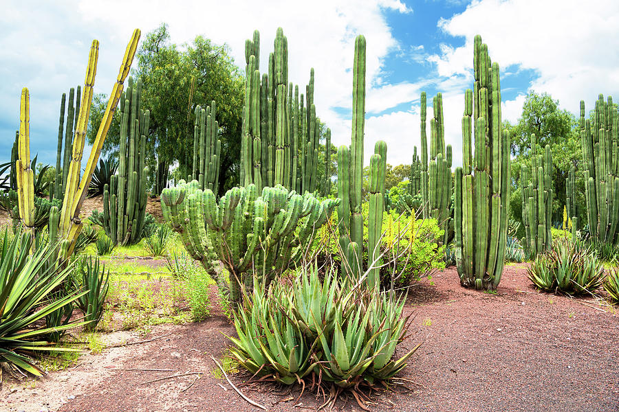 Viva Mexico Collection - Cardon Cactus Photograph by Philippe HUGONNARD