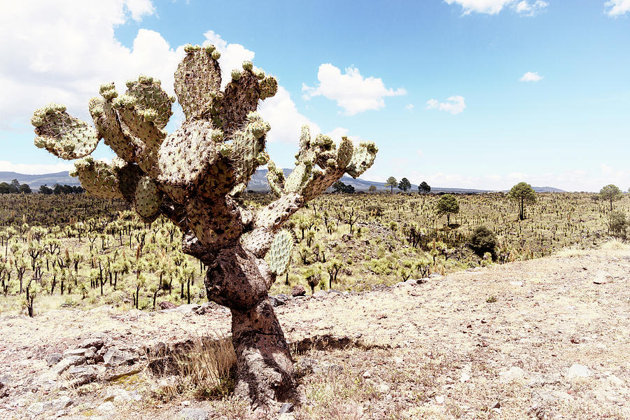 Viva Mexico Collection - Desert Landscape I I Photograph by Philippe HUGONNARD