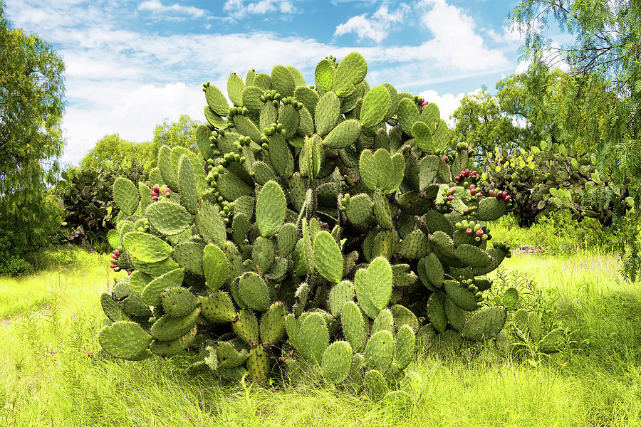 Viva Mexico Collection - Prickly Pear Cactus I Photograph by Philippe HUGONNARD