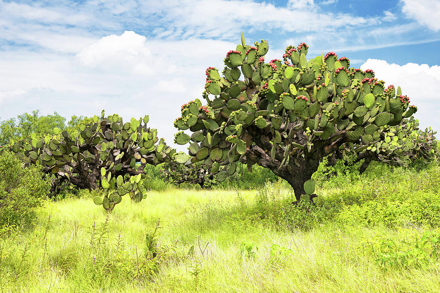Viva Mexico Collection - Prickly Pear Cactus Photograph by Philippe HUGONNARD