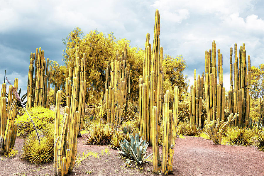 Viva Mexico Collection - Yellow Cardon Cactus Photograph by Philippe HUGONNARD