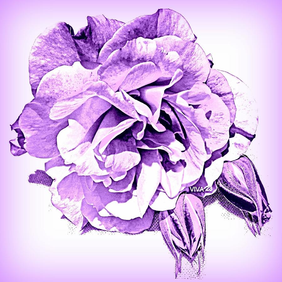 Viviannes  Purple  Rose Photograph by VIVA Anderson