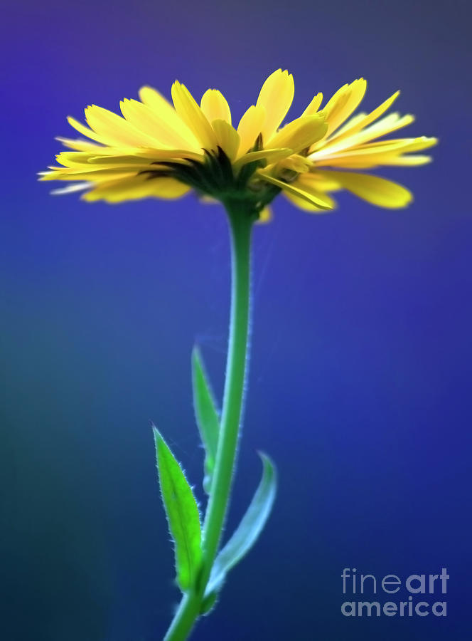 Vivid Beautiful And Proud - Blue And Yellow Photograph by Tatiana Bogracheva