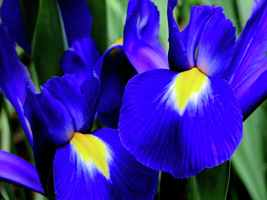 Vivid Blue Iris Photograph by Linda Stern