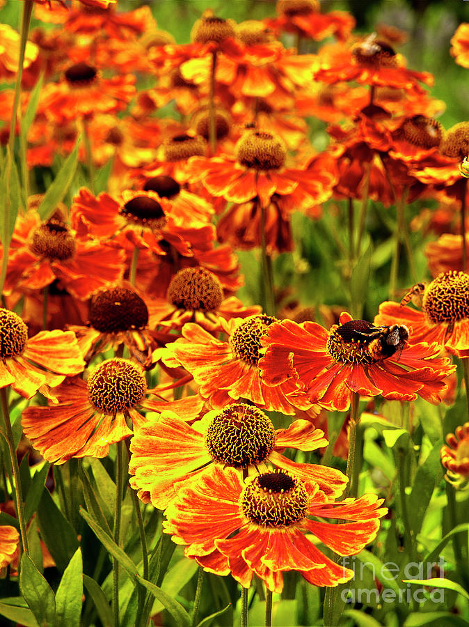 Bee Feeding On Vivid Bright Happy Helenium Flower Garden In Full Bloom Exceptional Expressive Photograph by Tatiana Bogracheva