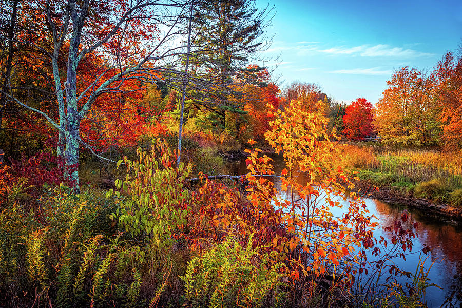 Vivid colors of autumn Photograph by Lilia D