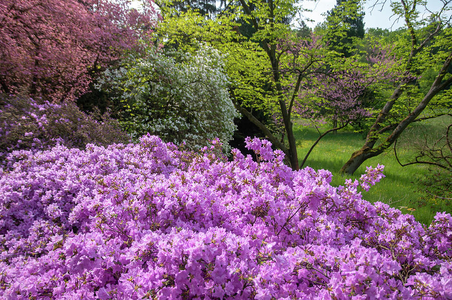 Vivid Colors of Spring Eden - Blooming Rhododendrons Photograph by Jenny Rainbow