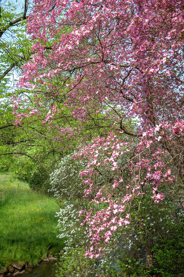 Vivid Colors of Spring Eden - Pink Dogwood Photograph by Jenny Rainbow
